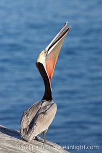 Brown pelican head throw.  During a bill throw, the pelican arches its neck back, lifting its large bill upward and stretching its throat pouch, Pelecanus occidentalis, Pelecanus occidentalis californicus, La Jolla, California