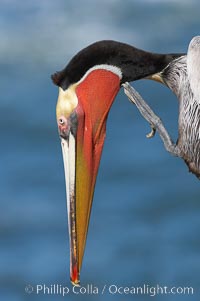 Brown pelican stretching its throat pouch, Pelecanus occidentalis, Pelecanus occidentalis californicus, La Jolla, California