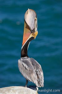 Brown pelican head throw.  During a bill throw, the pelican arches its neck back, lifting its large bill upward and stretching its throat pouch.