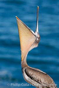 Brown pelican head throw.  During a bill throw, the pelican arches its neck back, lifting its large bill upward and stretching its throat pouch, Pelecanus occidentalis, Pelecanus occidentalis californicus, La Jolla, California