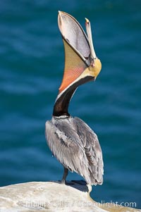 Brown pelican head throw.  During a bill throw, the pelican arches its neck back, lifting its large bill upward and stretching its throat pouch, Pelecanus occidentalis, Pelecanus occidentalis californicus, La Jolla, California