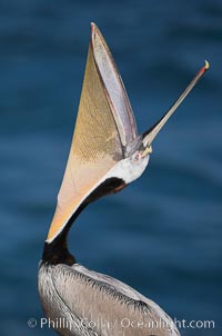 Brown pelican head throw.  During a bill throw, the pelican arches its neck back, lifting its large bill upward and stretching its throat pouch, Pelecanus occidentalis, Pelecanus occidentalis californicus, La Jolla, California