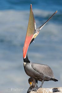Brown pelican head throw.  During a bill throw, the pelican arches its neck back, lifting its large bill upward and stretching its throat pouch, Pelecanus occidentalis, Pelecanus occidentalis californicus, La Jolla, California