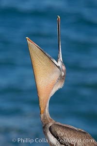 Brown pelican head throw.  During a bill throw, the pelican arches its neck back, lifting its large bill upward and stretching its throat pouch, Pelecanus occidentalis, Pelecanus occidentalis californicus, La Jolla, California