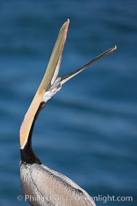 Brown pelican head throw.  During a bill throw, the pelican arches its neck back, lifting its large bill upward and stretching its throat pouch, Pelecanus occidentalis, Pelecanus occidentalis californicus, La Jolla, California