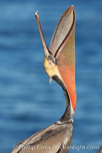 Brown pelican head throw.  During a bill throw, the pelican arches its neck back, lifting its large bill upward and stretching its throat pouch.