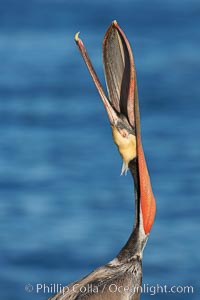 Brown pelican head throw.  During a bill throw, the pelican arches its neck back, lifting its large bill upward and stretching its throat pouch, Pelecanus occidentalis, Pelecanus occidentalis californicus, La Jolla, California