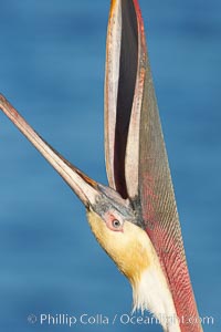 Brown pelican head throw.  During a bill throw, the pelican arches its neck back, lifting its large bill upward and stretching its throat pouch.  Adult winter non-breeding plumage showing white hindneck and red gular throat pouch, Pelecanus occidentalis, Pelecanus occidentalis californicus, La Jolla, California