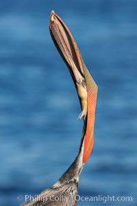 Brown pelican head throw.  During a bill throw, the pelican arches its neck back, lifting its large bill upward and stretching its throat pouch, Pelecanus occidentalis, Pelecanus occidentalis californicus, La Jolla, California