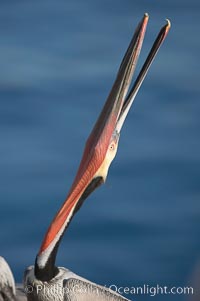 Brown pelican head throw.  During a bill throw, the pelican arches its neck back, lifting its large bill upward and stretching its throat pouch, Pelecanus occidentalis, Pelecanus occidentalis californicus, La Jolla, California