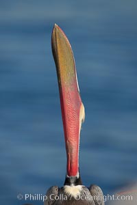 Brown pelican head throw.  During a bill throw, the pelican arches its neck back, lifting its large bill upward and stretching its throat pouch, Pelecanus occidentalis, Pelecanus occidentalis californicus, La Jolla, California