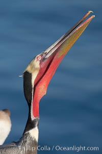 Brown pelican head throw, showing bright red gular pouch and breeding plumage.  During a bill throw, the pelican arches its neck back, lifting its large bill upward and stretching its throat pouch, Pelecanus occidentalis, Pelecanus occidentalis californicus, La Jolla, California
