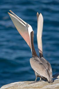 Two California brown pelicans stretch their throats with simultaneous head throws. California race with winter mating plumage, Pelecanus occidentalis, Pelecanus occidentalis californicus, La Jolla