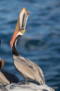 Brown pelican stretches its throat with a head throw. California race with winter mating plumage, Pelecanus occidentalis, Pelecanus occidentalis californicus, La Jolla