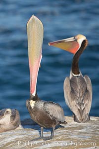 Brown pelican stretches its throat with a head throw. California race with winter mating plumage, Pelecanus occidentalis, Pelecanus occidentalis californicus, La Jolla