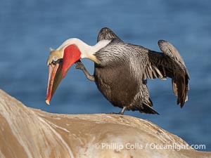 Pelican Practices Yoga Position Warrior Three, Virabhadrasana III, as it scratches its throat and stands on one leg. Brown pelican portrait, scratching throat pouch, displaying winter plumage with distinctive yellow head feathers and red gular throat pouch but not yet displaying the brown hind neck feathers, Pelecanus occidentalis californicus, Pelecanus occidentalis