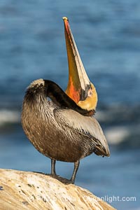Pelican yoga, Utthita Tadasana, extended mountain pose with backbend. A California brown pelican preening, rubbing the back of its head and neck on the uropygial gland (preen gland) near the base of its tail. Preen oil from the uropygial gland is spread by the pelican's beak and back of its head to all other feathers on the pelican, helping to keep them water resistant and dry. Adult winter breeding plumage showing brown hindneck and red gular throat pouch, Pelecanus occidentalis, Pelecanus occidentalis californicus, La Jolla