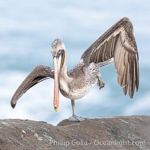 Young brown pelican  performing yoga Warrior Three or Half Moon Pose Virabhadrasana, on one leg with wings raised and head tipped forward. Possible second or third year winter plumage, immature, Pelecanus occidentalis, Pelecanus occidentalis californicus, La Jolla, California