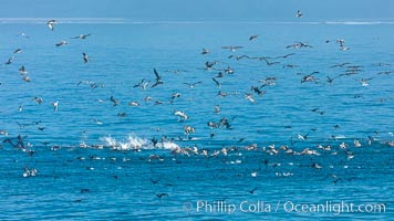 California brown pelicans and gulls feeding on large bait ball, diving in the ocean to catch small fishes, Pelecanus occidentalis, Pelecanus occidentalis californicus, La Jolla
