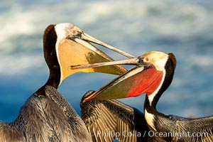 Two California brown pelicans mock jousting, displaying vividly-colored throat skin and mating plumage, Pelecanus occidentalis, Pelecanus occidentalis californicus, La Jolla