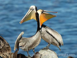 Two California brown pelicans mock jousting, displaying vividly-colored throat skin and mating plumage, Pelecanus occidentalis, Pelecanus occidentalis californicus, La Jolla