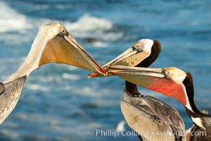 Three California brown pelicans mock jousting, displaying vividly-colored throat skin and mating plumage. Two display full breeding plumage with brown hind-neck, the third appears to be sub-adult.  Note also these three display yellow, orange and the more-typical red throat coloration, Pelecanus occidentalis, Pelecanus occidentalis californicus, La Jolla