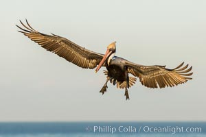 Brown pelican in flight, spreading wings wide to slow in anticipation of landing on seacliffs