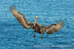 Brown pelican in flight, spreading wings wide to slow in anticipation of landing on seacliffs, Pelecanus occidentalis, Pelecanus occidentalis californicus, La Jolla, California