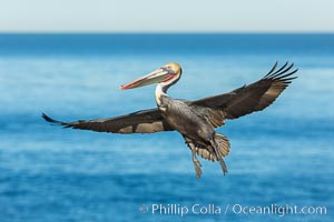 Brown pelican in flight, spreading wings wide to slow in anticipation of landing on seacliffs
