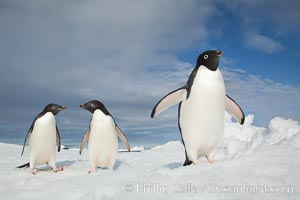 Two Adelie penguins, holding their wings out, standing on an iceberg, Pygoscelis adeliae, Paulet Island