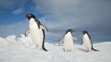 Two Adelie penguins, holding their wings out, standing on an iceberg, Pygoscelis adeliae, Paulet Island