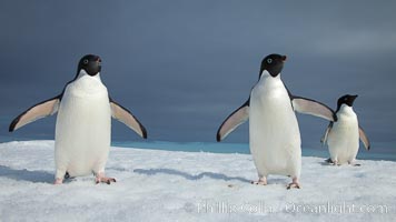 Two Adelie penguins, holding their wings out, standing on an iceberg, Pygoscelis adeliae, Paulet Island