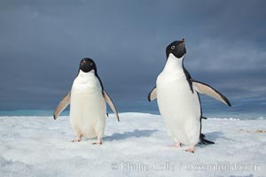 Two Adelie penguins, holding their wings out, standing on an iceberg, Pygoscelis adeliae, Paulet Island