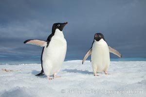 Two Adelie penguins, holding their wings out, standing on an iceberg, Pygoscelis adeliae, Paulet Island