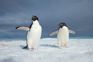 Two Adelie penguins, holding their wings out, standing on an iceberg, Pygoscelis adeliae, Paulet Island