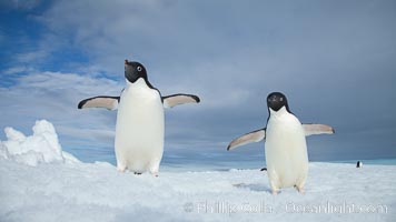 Two Adelie penguins, holding their wings out, standing on an iceberg, Pygoscelis adeliae, Paulet Island