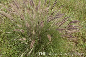 Fountain grass, Pennisetum setaceum, Carlsbad, California
