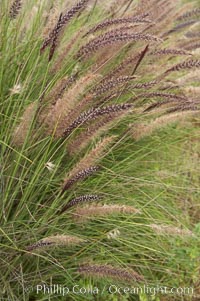 Fountain grass, Pennisetum setaceum, Carlsbad, California