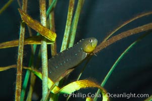 Penpoint gunnel.  Gunnels assume the color of whatever kelp species they eat, this one eats green-colored algae, Apodichthys flavidus