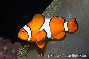 Percula clownfish anemonefish, Amphiprion percula