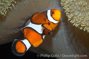 Percula clownfish anemonefish, Amphiprion percula