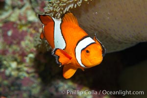 Percula clownfish anemonefish, Amphiprion percula