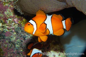 Percula clownfish anemonefish, Amphiprion percula