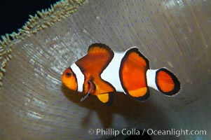 Percula clownfish anemonefish, Amphiprion percula