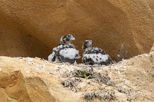 Peregrin Falcon chicks at the nest on Torrey Pines sandstone cliffs, Falco peregrinus, Torrey Pines State Reserve, San Diego, California