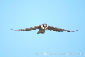 Peregrine falcon, Falco peregrinus, La Jolla, California