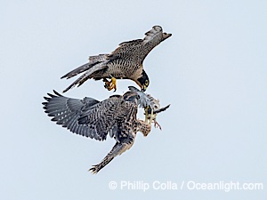Food exchange between adult and fledgeling peregrine falcon in flight, Torrey Pines State Natural Reserve. The mother is above (banded) and has relinquished prey to her fledgeling while in flight, Torrey Pines State Reserve, San Diego, Califoria