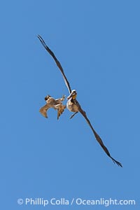 Peregrine Falcon attacking brown pelican, Torrey Pines State Natural Reserve, Falco peregrinus, Torrey Pines State Reserve, San Diego, California