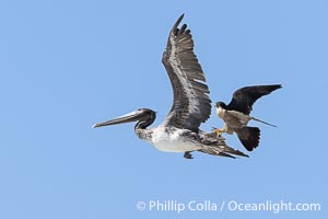 Peregrine Falcon attacking brown pelican, Torrey Pines State Natural Reserve, Falco peregrinus, Torrey Pines State Reserve, San Diego, California