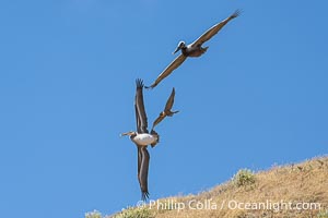 Peregrine Falcon attacking brown pelican, Torrey Pines State Natural Reserve, Falco peregrinus, Torrey Pines State Reserve, San Diego, California